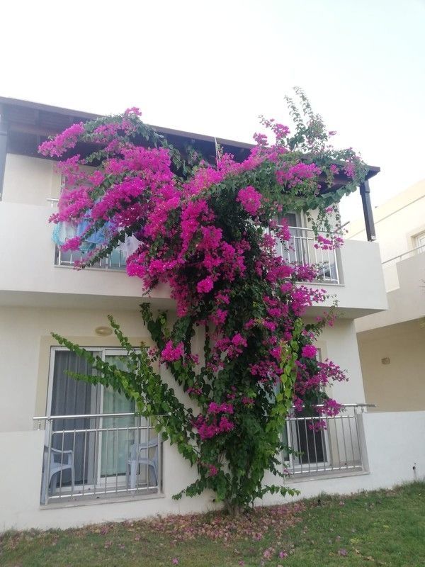 Viras Hotel 5