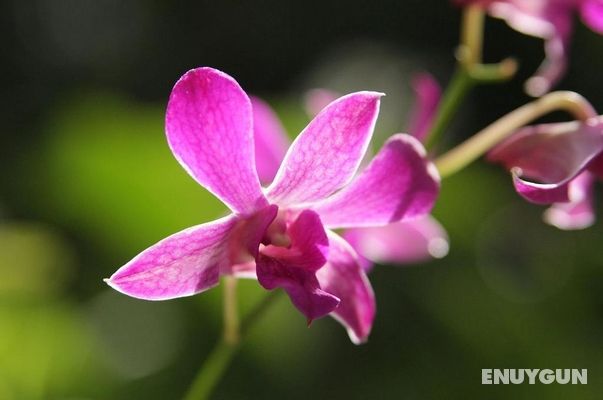 The Fiji Orchid Genel