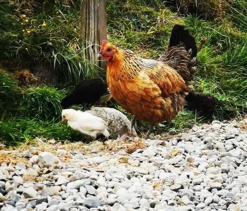 2-bed House Outside Athy - Dış Mekan