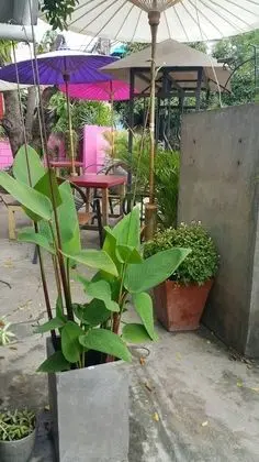 999 Triple Nine Guesthouse & Hostel Chiangmai - Dış Mekan