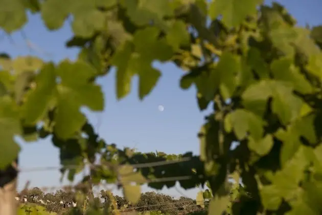 A Serenada Enoturismo - Dış Mekan