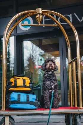 Aava Hotel Whistler - Öne Çıkan Resim