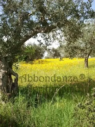 Abbondanza The Farm House - Dış Mekan