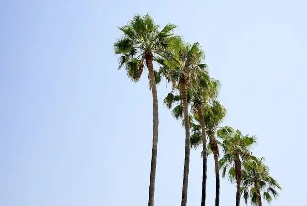 Acanthus Cennet Barut Collection - 10