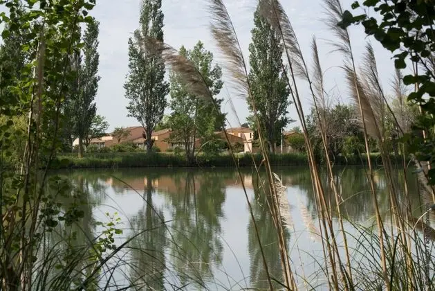 Adonis Arles Les Hameaux de Camargue