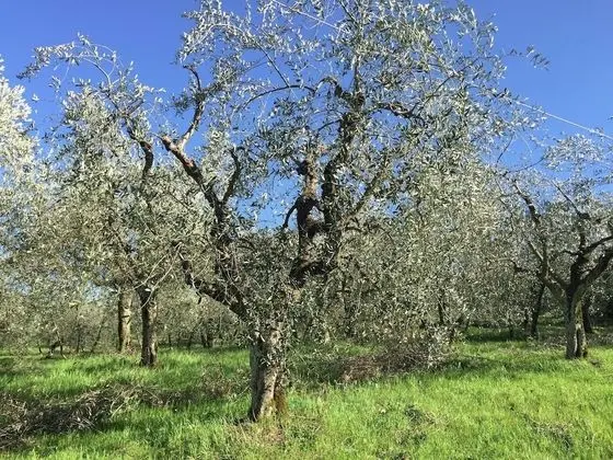 Aesthetic Farmhouse in Bucine With Barbecue - Konum Öne Çıkanlar