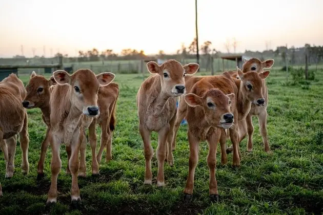 AfriCamps at Oakhurst- Glamping - Dış Mekan