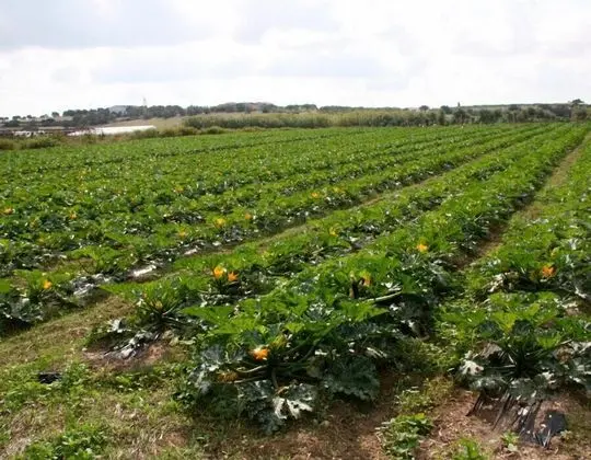 Agricampeggio Maccari