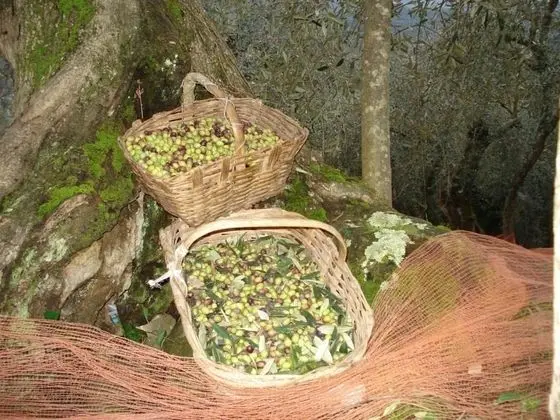 Agriturismo A Veggia Vigna - Genel