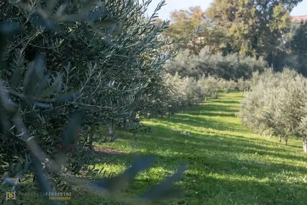 Agriturismo Acetaia Sereni - Dış Mekan
