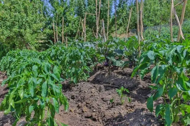 Agriturismo Al Lago Verde