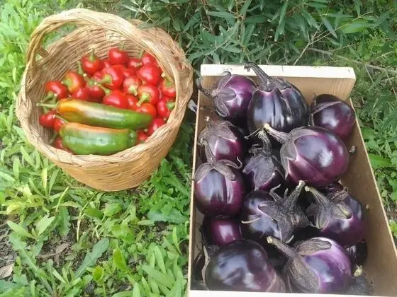 Agriturismo Alba Chiara - Yerinde Yemek