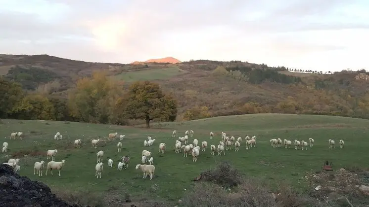 Agriturismo Bio I Rondinelli