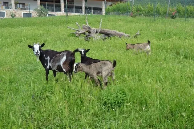 Agriturismo Corte Maccini - Dış Mekan