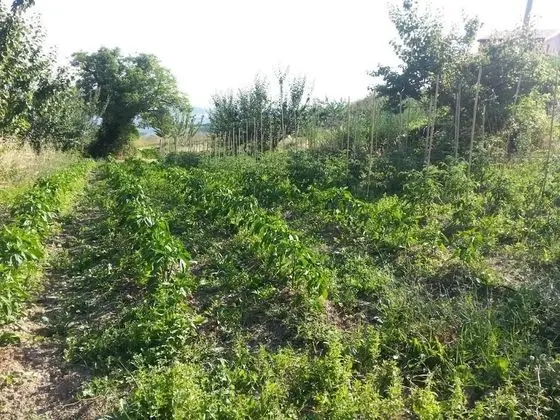 Agriturismo Eutopia - Dış Mekan