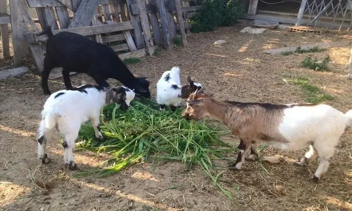 Agriturismo Fattoria dell'Uliveto - Dış Mekan