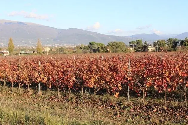 Agriturismo Fratelli Angelucci - Dış Mekan