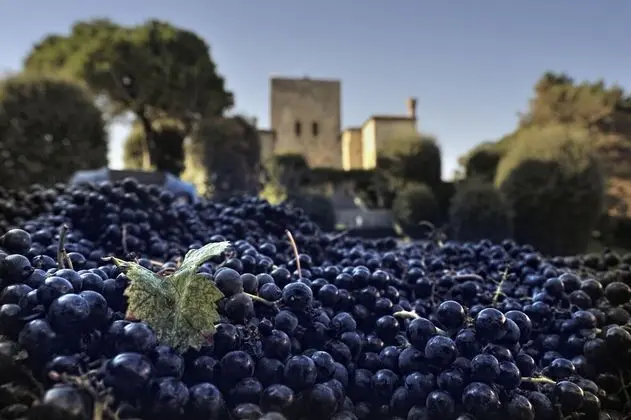 Agriturismo La Montecchia - Dış Mekan