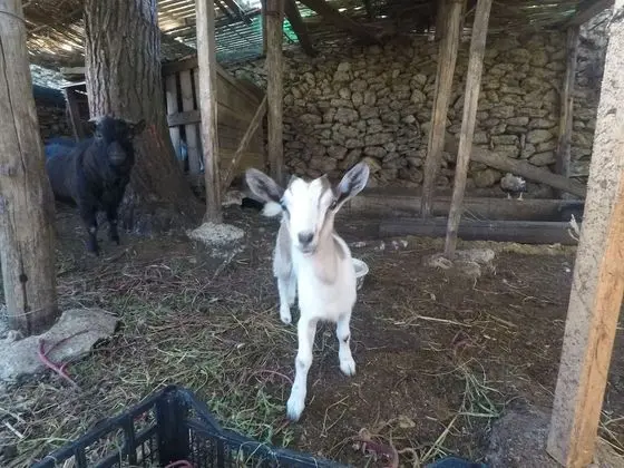 Agriturismo Masseria Piutri - Dış Mekan