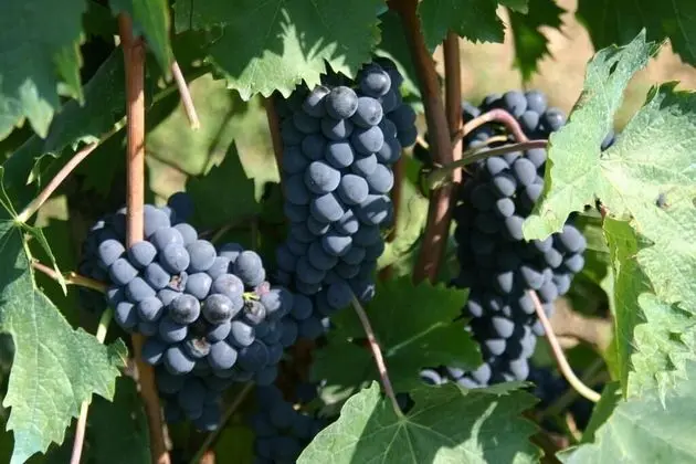 Agriturismo Podere La Cava - Genel