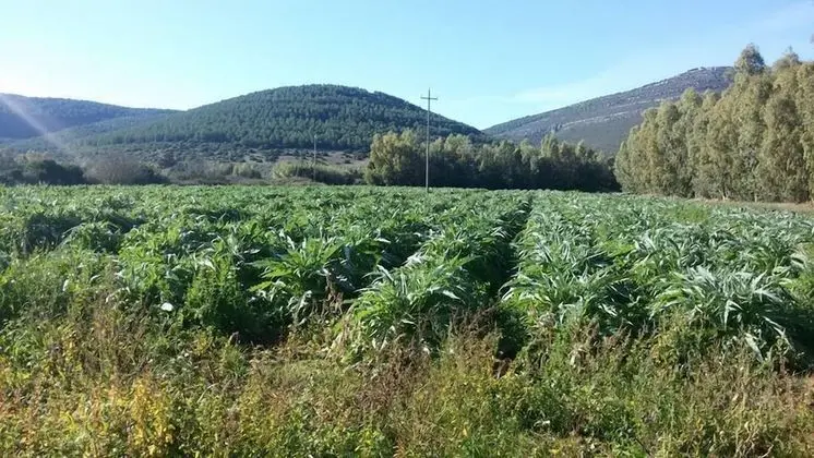Agriturismo Sa Pramma - Dış Mekan