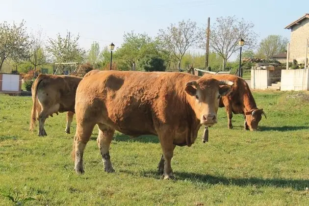 Agroturismo La Casa Vieja - Dış Mekan