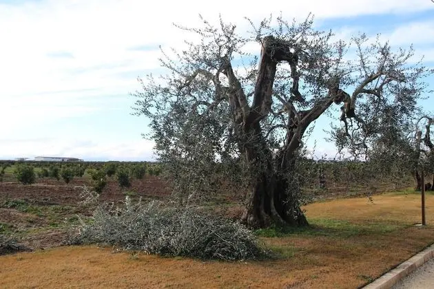 Agrumare Farm Holiday - Dış Mekan
