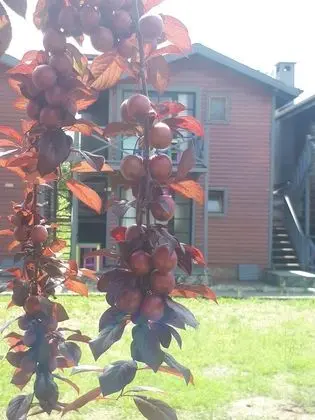 Ağva Gizemli Nehir Bungalov - 9
