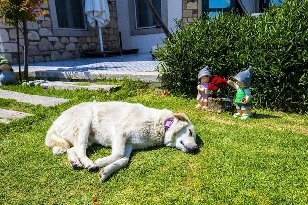 Alaçatı Sultan Konak Butik Otel - 7