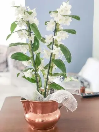 Alba B&B Appartamenti