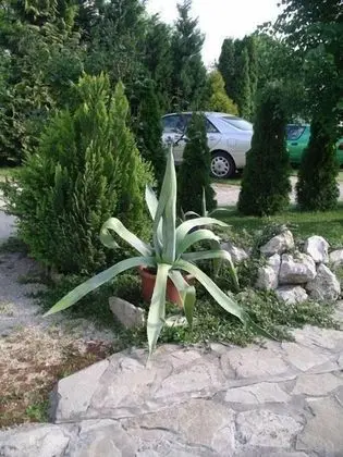 Albergo Giardino - Dış Mekan