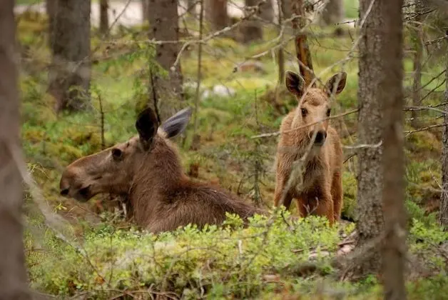 Älgparkens Stugby