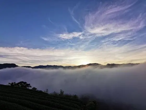 Alishan Tea Garden