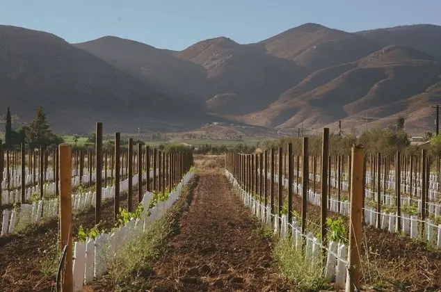 Almaliebre Viñedos del Valle - Dış Mekan