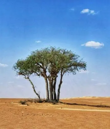 Alsarmadi Desert Camp - Dış Mekan