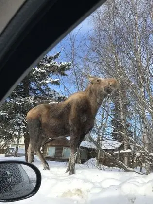 Americas Best Value Inn Executive Suites - Airport