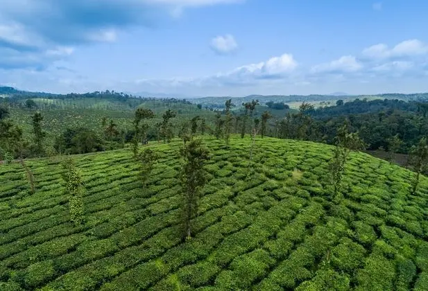 Amritara Ambatty Greens Resort