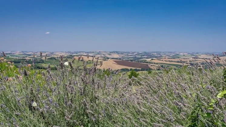 An-f453-cbgn2at - Casale Verdicchio