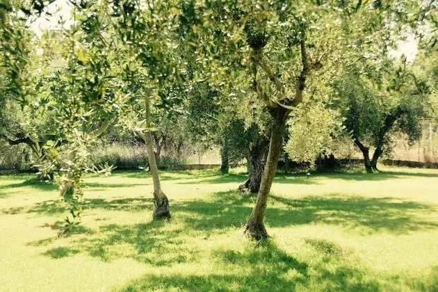 Anastasios Olive Garden Apartments - Dış Mekan