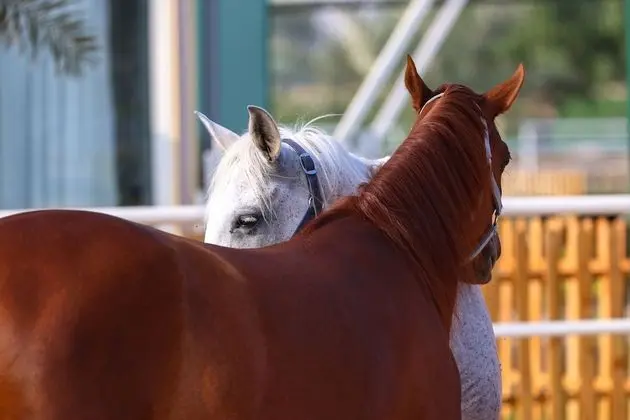 Anavrin Equestrian Retreat - Dış Mekan