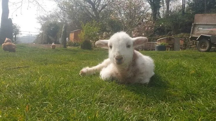 Animal Sanctuary Holiday Pen Bryn Twrw - Charity - Dış Mekan