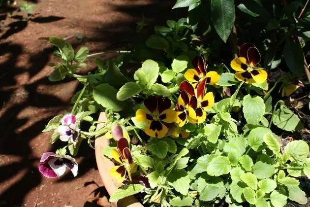 Antica Villa La Viola