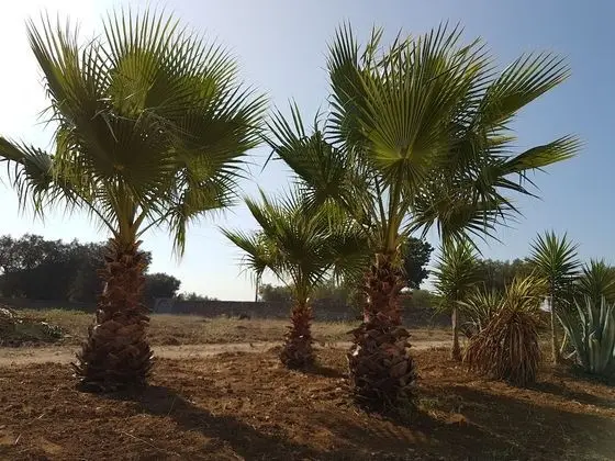 Antica Masseria Torre Mozza - Dış Mekan