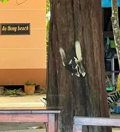 Ao Thong Beach Bungalows & Restaurant - Genel