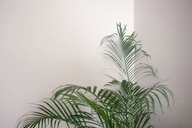 Apartamento Santos Graça - Bar