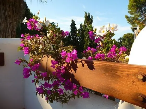 Apartamentos Osa Menor