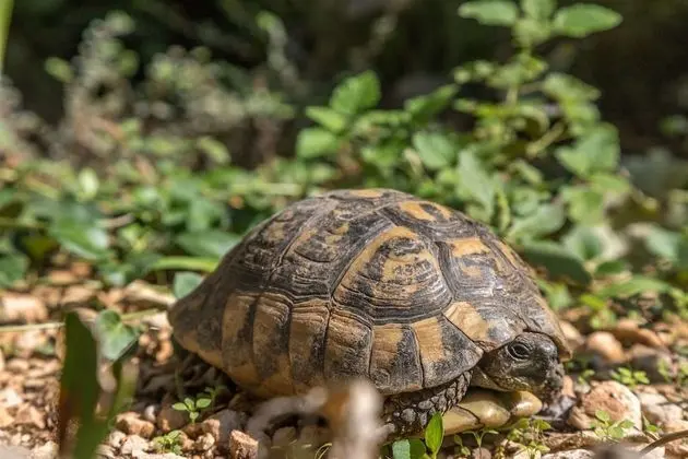 Apartment Ante Tonci