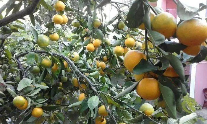 Apartments Jovana - Dış Mekan