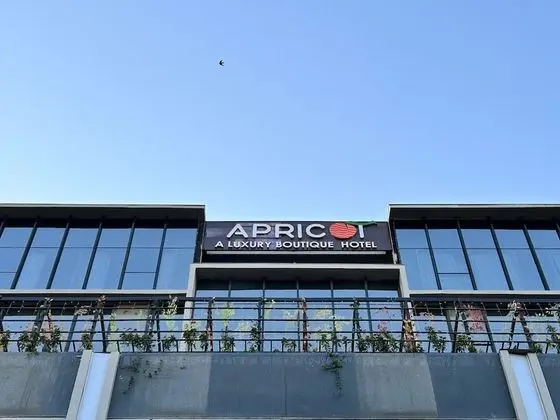 Apricot Motera