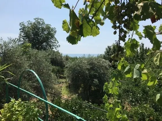 Arancetodamareartemide